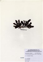 藏品(脈膜藻)的圖片